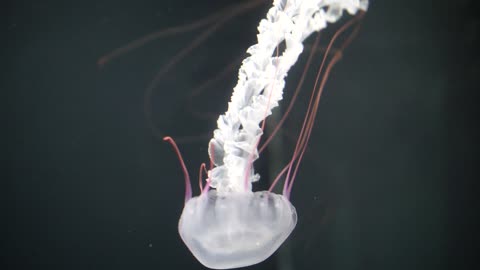 Jelly fich