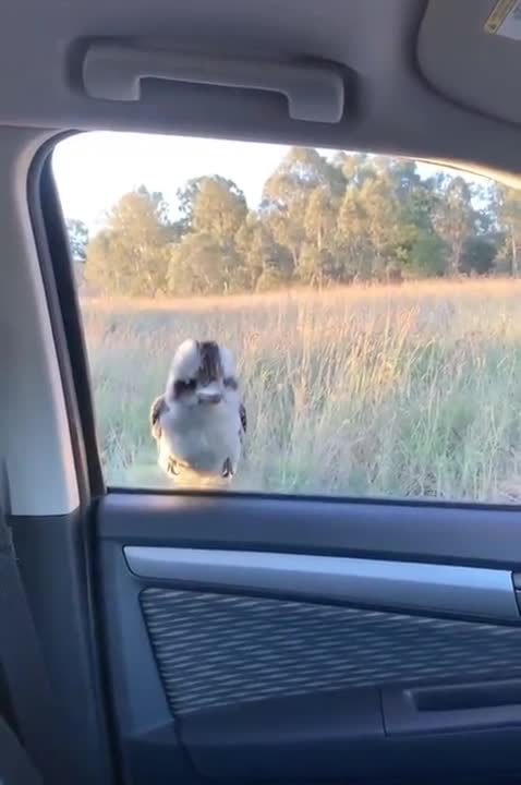 This is one stubborn bird