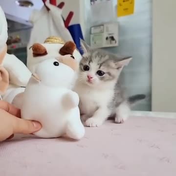 Cat love quit ststus❤️❤️🥰🥰👌🤗🤗