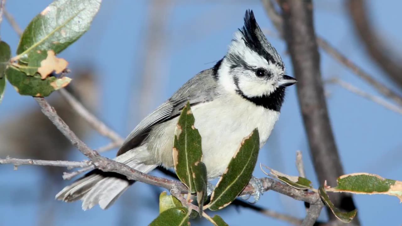 Bridled Titmouse Bird Song Video