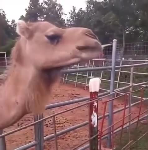 Camel ate her hair. WTH 😂