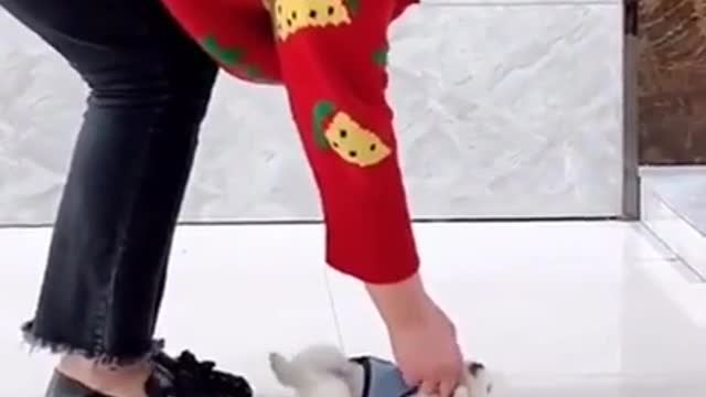 little puppy on tik tok