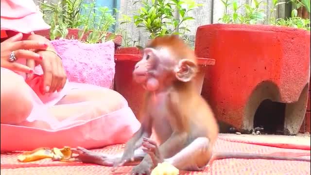 Lovely Monkey baby eats bananas - Monkey Animals 016