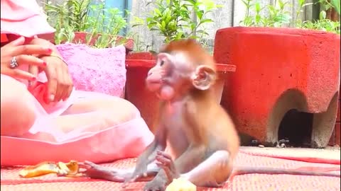 Lovely Monkey baby eats bananas - Monkey Animals 016