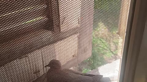 Cute bird