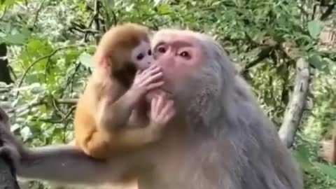 Cute Indian monkey 🐒
