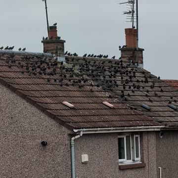 European Starlings land on a house in a small Scottish Town September 1st 2024
