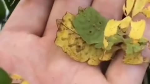 Confusion, leaves or insects