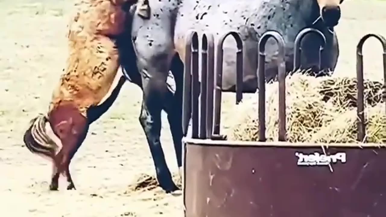 funny video animals
