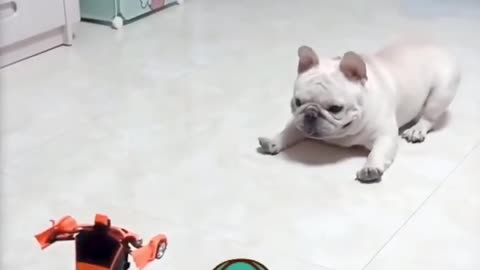 😂funny dog 🐶