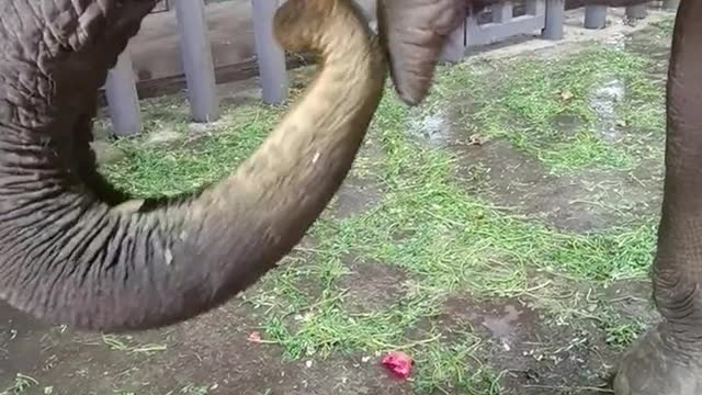 Cute elephant eating delicious durian