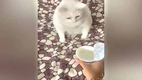 Funny videos 😂📷📷