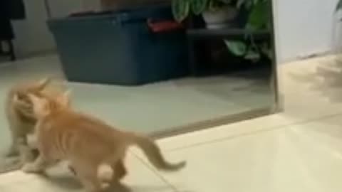 Cute funny animal.cat funny.funny video