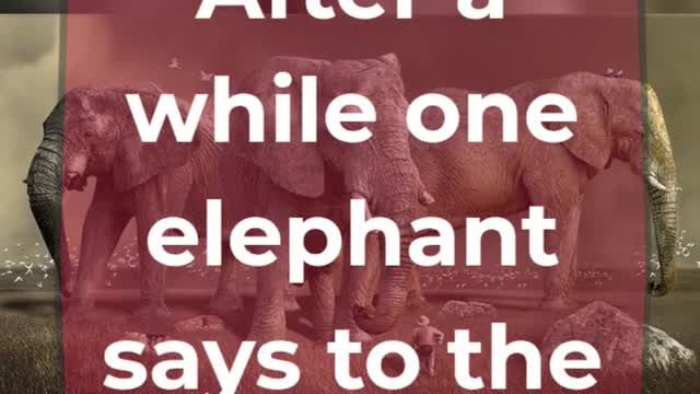 Elephants.