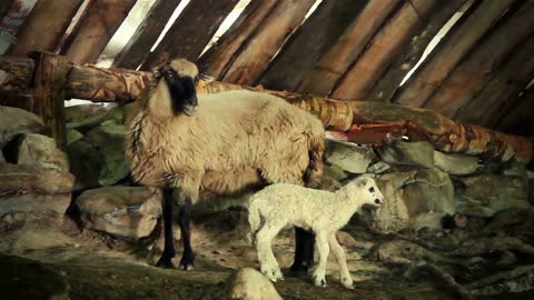 Sheep and lamb in a shelter. MS