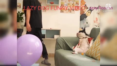 MY LEZY DOG FUNNY VIDEO