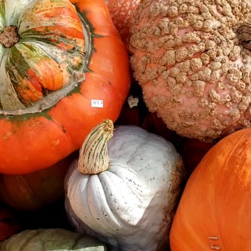 Decorative Ornamental Pumpkins 2