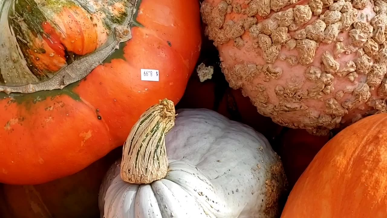 Decorative Ornamental Pumpkins 2