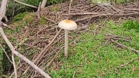 Mushrooms in the woods