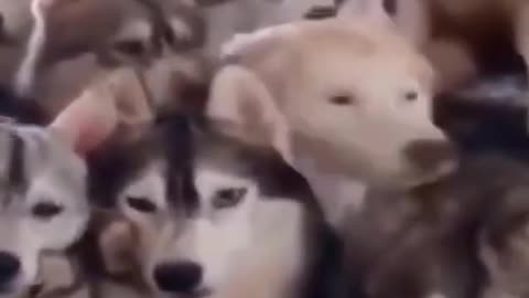 Dogs morning exercise