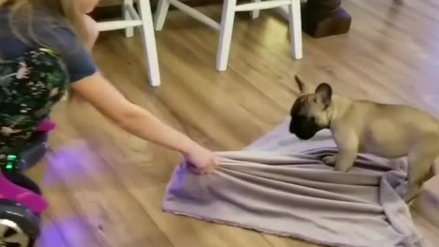 French Bulldog gets pulled around home by hoverboard