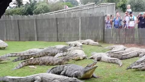 Bunch off crocodiles fighting for food