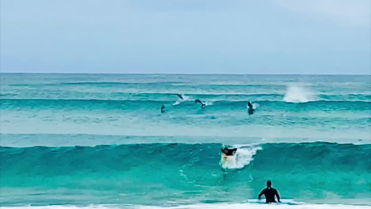 Dolphins Swims With Surfers