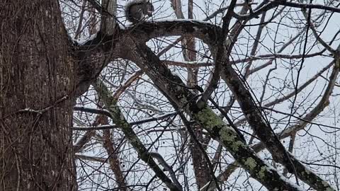 Squirrel in the snow