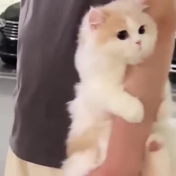 Funny Cat video | Cute Cats & Kittens | Viral and Trending video Compilations