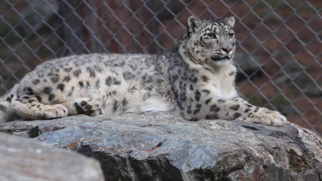 Snow leopard big cat_#shorts#Quitecatvideo