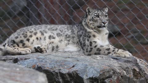 Snow leopard big cat_#shorts#Quitecatvideo