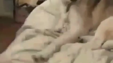 Best Funny Animal Videos 2022 😺 Funny Dog Videos 2022 😁 Funniest Dog Videos 😁😇