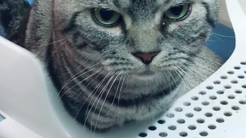 It looks so serious when it goes to the bathroom