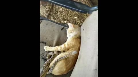 Funny Cat Hilariously cuddling to Snake