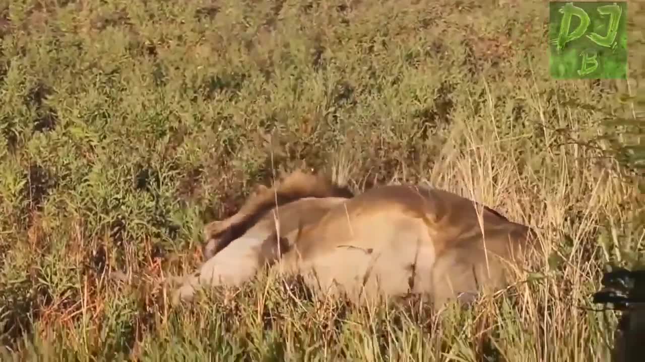Animals Farting VIDEO