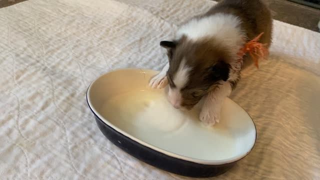 Woodruff Shelties "Heaven & Earth" PuppyCam 2 weeks old B, lapping milk