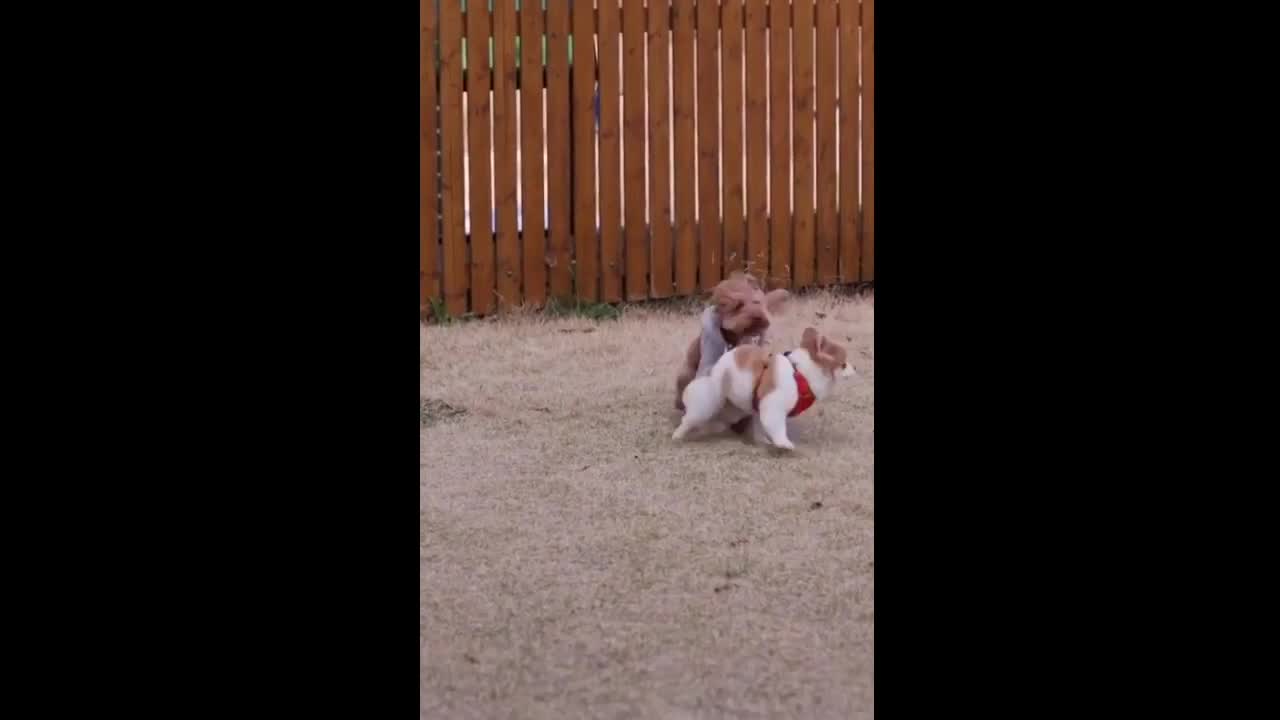 Two dogs play together