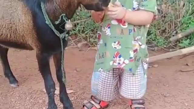 A cute little baby boy is feeding a Goat | Sharing is caring