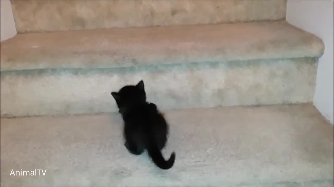 Adorable Kittens Climbing Stairs!