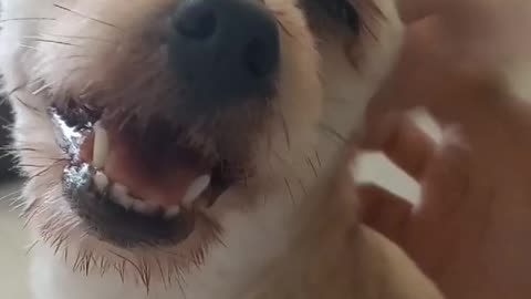 Tickle Doggo