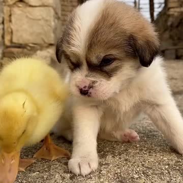 Cutie dog lovely baby duck