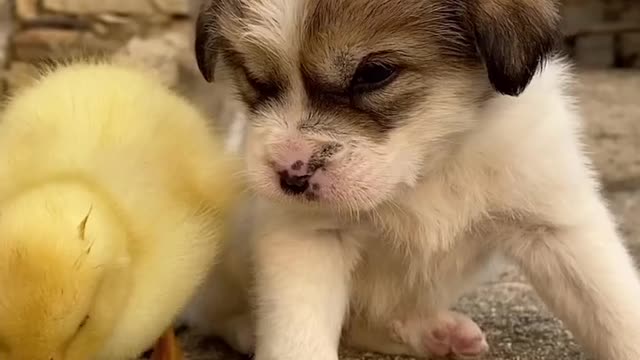 Cutie dog lovely baby duck