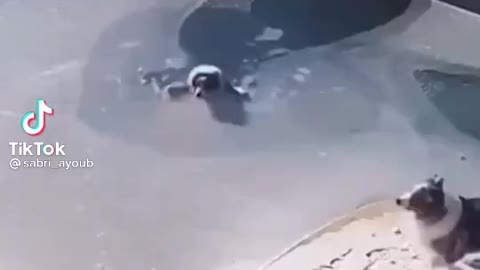 Sabri Virals '' owner save dog from freezing pool ''