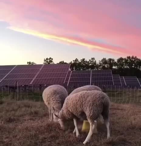 Solar Farming
