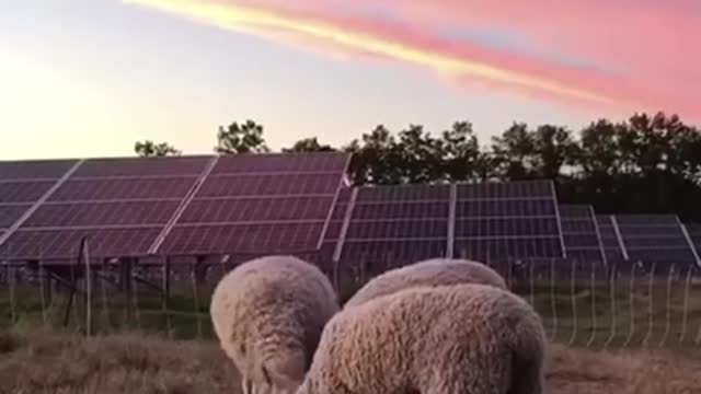 Solar Farming