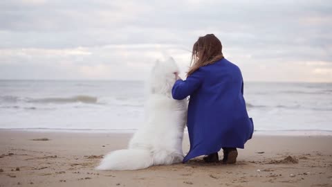 Back view of a white samoyed and young woman sitting together on the sand by the sea.