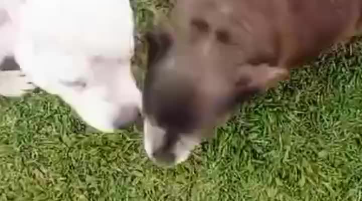 OMG Dog Kissed Her Puppy How sweet is this