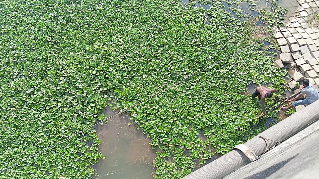 water hyacinth