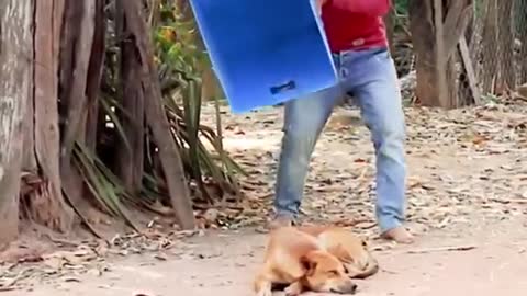 Funny prank on dog with fake lion and Tiger