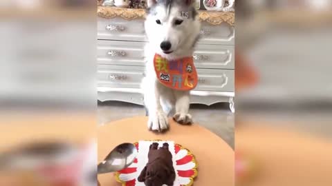 Funny dog tiktok